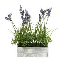 15" Lavender Plant in Wood Rectangle Pot