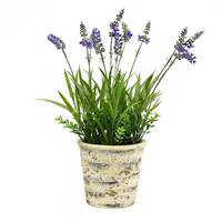 16.5" Lavender in Round Paper Pot