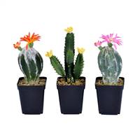8"Green Potted Cactus Set/3