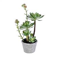 13.5" Green Potted Succulent