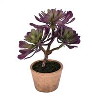 12" Purple/Green Succulent in Paper Pot
