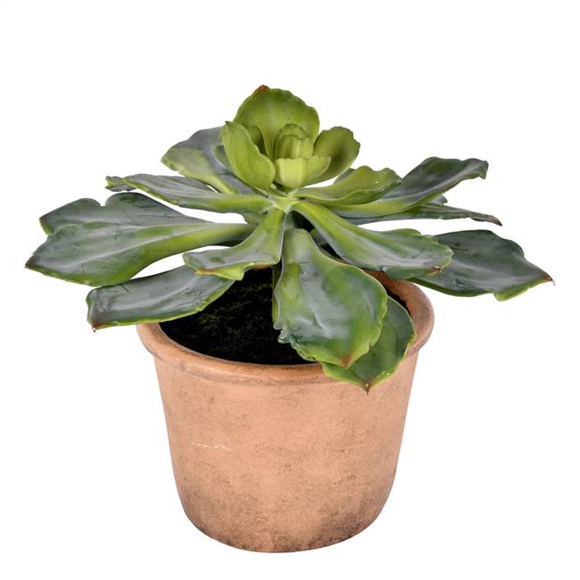 9" Green Potted Succulent