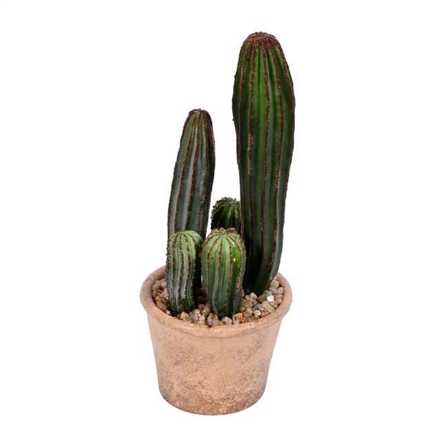 10.5" Green Potted Cactus