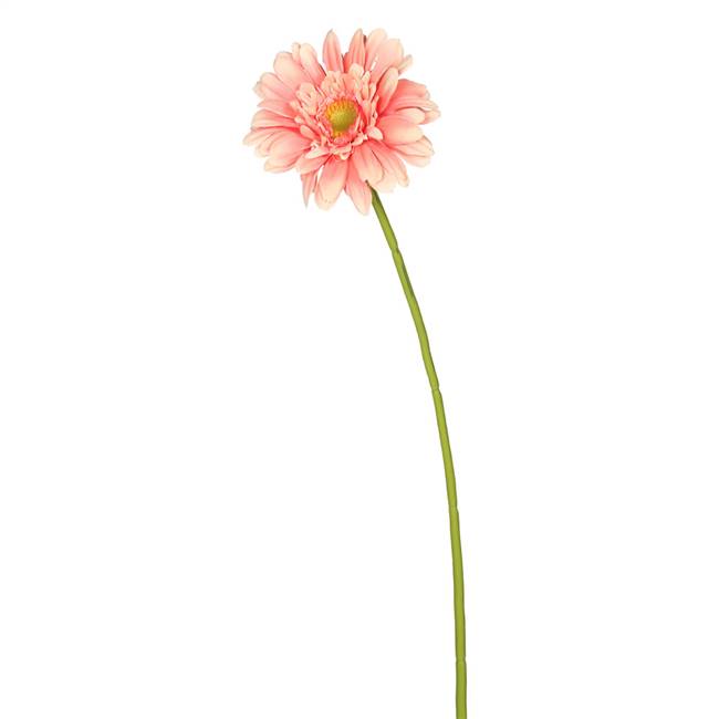 21" Gerbera Daisy -Lt Pink (PK/6)