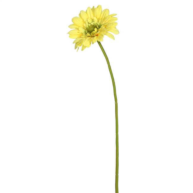 21" Gerbera Daisy -Yellow (PK/6)