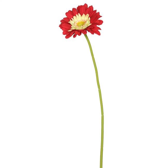 21" Gerbera Daisy -Red (PK/6)