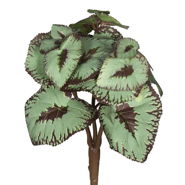 8" Begonia Bush-Green/Burgundy PK/3)