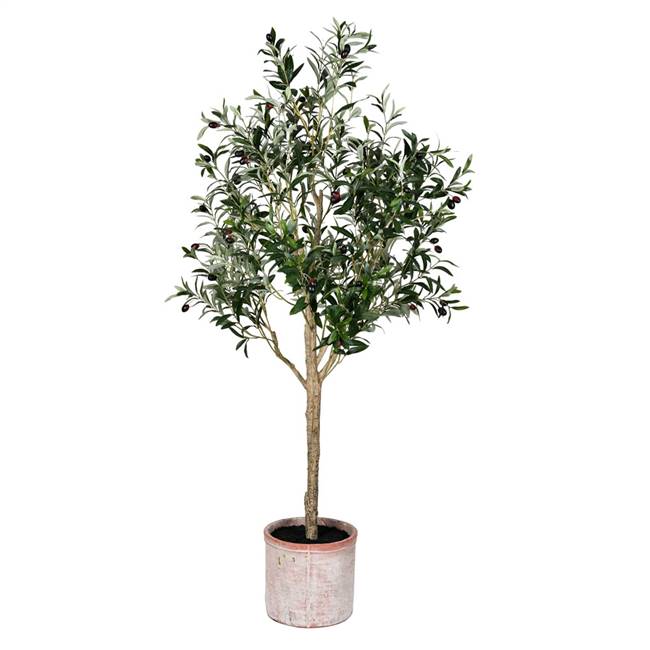 5' Green Potted Olive Tree