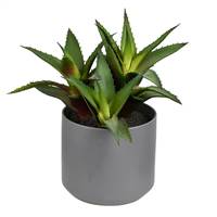 10" Green Potted Aloe