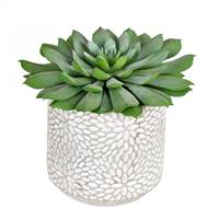 6" Green Potted Succulent 2/Pk