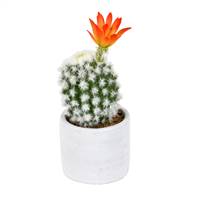 9" Green Potted Cactus 2/Pk