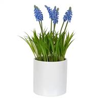 13.5" Hyacinth Flower in Ceramic Pot