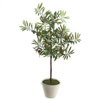 27" Olive Hill Tree W/ Container