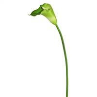 28" Calla Lily Wh/Gr Large Stem