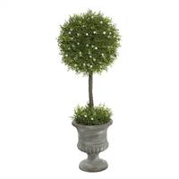 21" Oregan Juniper Topiary In Container