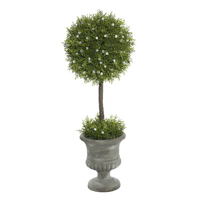 21" Oregan Juniper Topiary In Container