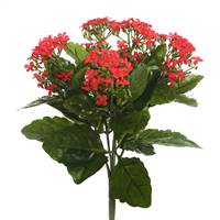 17.25" Red Kalanchoe Bush