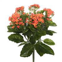 17.25" Orange Kalanchoe Bush