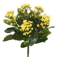 17.25" Yellow Kalanchoe Bush