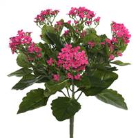 17.25" Hot Pink Kalanchoe Bush