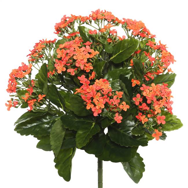 15" Orange Kalanchoe Bush