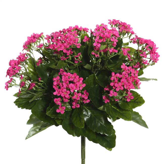 15" Hot Pink Kalanchoe Bush