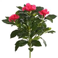 14.5" Beauty Gardenia Bush
