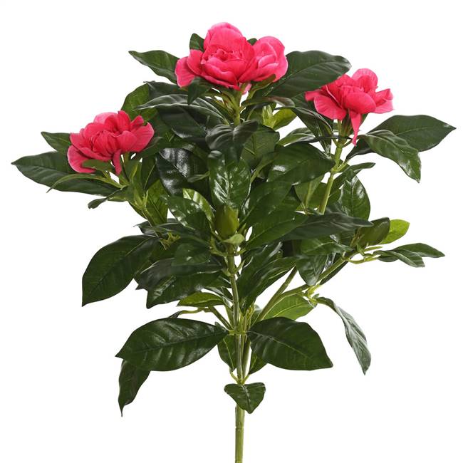 14.5" Beauty Gardenia Bush