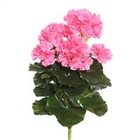 14.5" Pink Geranium Bush