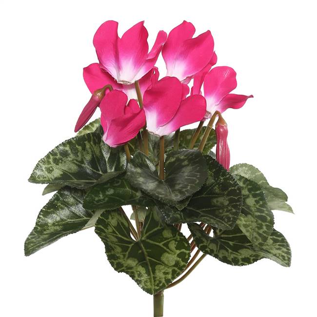 11" Beauty Cyclamen Bush