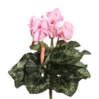 11" Light Pink Cyclamen Bush