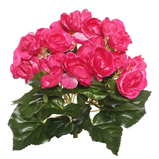 9.5" Hot Pink Begonia Bush