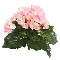 9.5" Lt Pink Begonia Bush