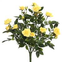 15" Yellow Mini Diamond Rose Bush