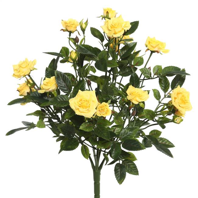 15" Yellow Mini Diamond Rose Bush