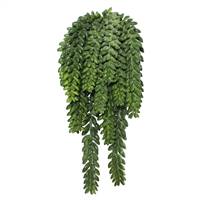 13" Donkey's Tail Bush X 14 W/1311 Bean