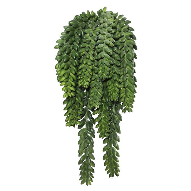 13" Donkey's Tail Bush X 14 W/1311 Bean