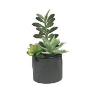 9" Green Succulents in Cement Pot