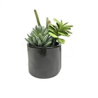 8" Green Succulents in Cement Pot