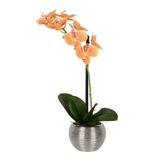 18" Peach Phalaenopsis in Metal Pot RT
