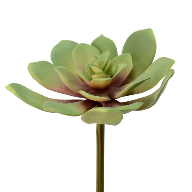 5.5" Green Echeveria Pick (3/Pk)