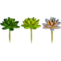 3" Green/Purple Succulent Pick Ast Set/6