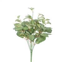 17" Green Fittonia Bush