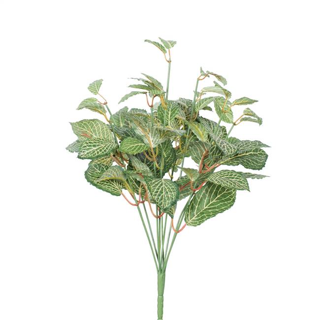 17" Green Fittonia Bush