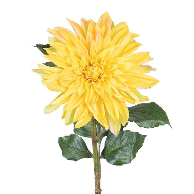 28" Dahlia Stem Yellow