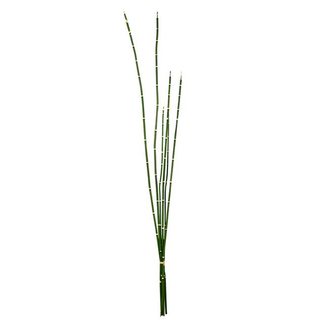 31'' Green Horsetail Bundle 2/Pk