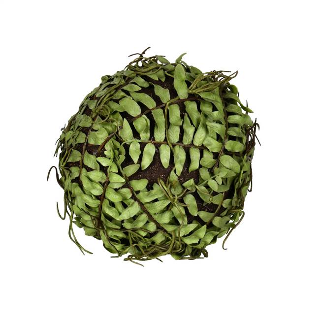 6"  Green Boston Fern Ball