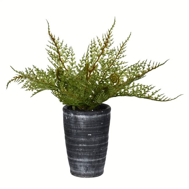 8.5" Green Potted Asparagus