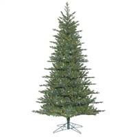 14' x 99" Eastern Frasier Fir 11430T