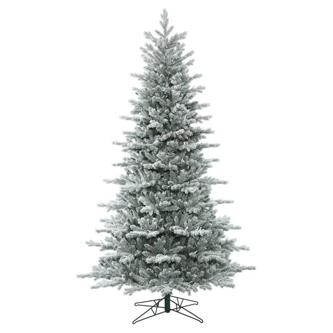 10' x 71" Frst Eastern Frasier Fir 5202T